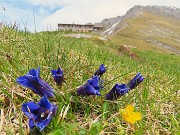 43 Gentiana clusii (Genziana di Clusius) con Rif. Capanna 2000  